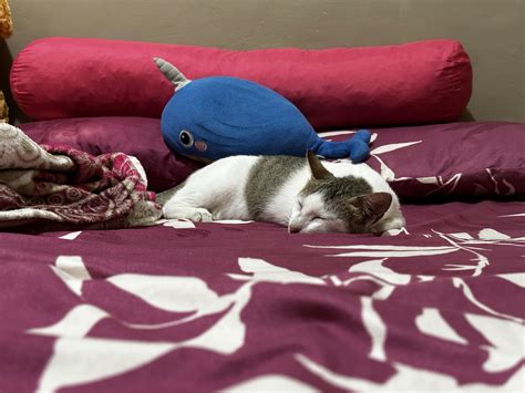Napagtripan si boss habang tulog : r/catsofrph .